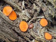 Scutellinia crinita