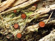 Scutellinia crinita