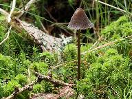 Mycena silvae-nigrae