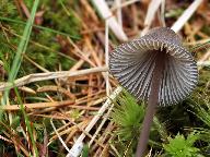 Mycena silvae-nigrae 