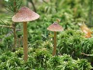 Entoloma cetratum