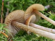 Entoloma cetratum