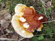 Ganoderma lucidum