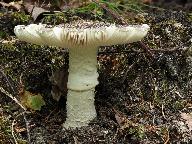 Amanita excelsa