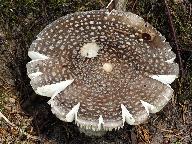 Amanita excelsa