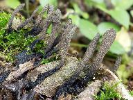 Xylaria longipes