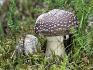 foto Karel Tejkal foto Karel Tejkal