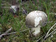 Amanita excelsa 