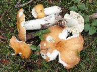 Russula decolorans 