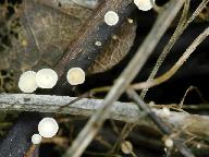 Hymenoscyphus pseudoalbidus