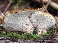 Polyporus varius 