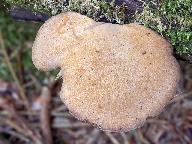 Polyporus varius 