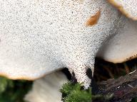 Polyporus varius 