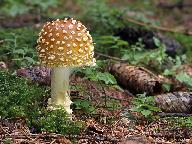 Amanita regalis