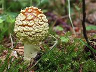 Amanita regalis