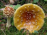 Amanita regalis 