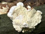 Trametes gibbosa