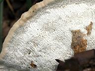 Trametes gibbosa