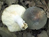 Russula parazurea