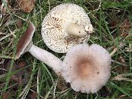 Lactarius vietus