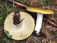 Russula claroflava