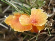 Hygrocybe subpapillata