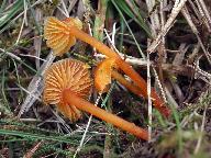 Hygrocybe subpapillata 