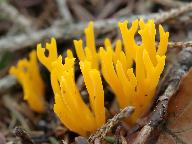 Calocera viscosa