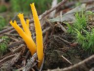Calocera viscosa