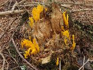 Calocera viscosa