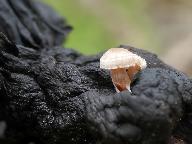 Collybia tuberosa