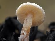 Collybia tuberosa