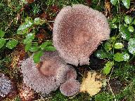 Lactarius mammosus