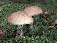 Leccinum versipelle