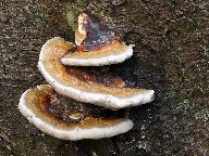 Fomitopsis pinicola 