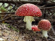 Amanita muscaria