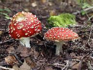 Amanita muscaria