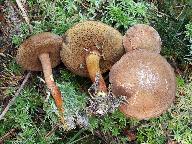 Chalciporus piperatus 