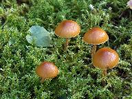 Galerina pumila