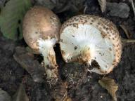 foto Karel Tejkal foto Karel Tejkal