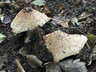 Lepiota asperum