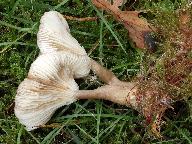 Ampulloclitocybe clavipes 