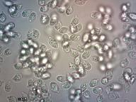 Ampulloclitocybe clavipes 