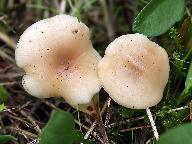 Clitocybe fragrans