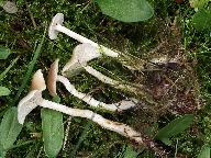 Clitocybe fragrans