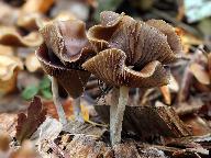 Psilocybe cyanescens 