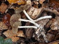 Psilocybe cyanescens 