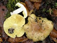 Tricholoma frondosae 