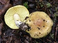 Tricholoma frondosae 