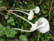 Hemimycena mairei 